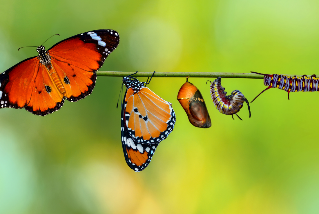 Butterflies represent transformation